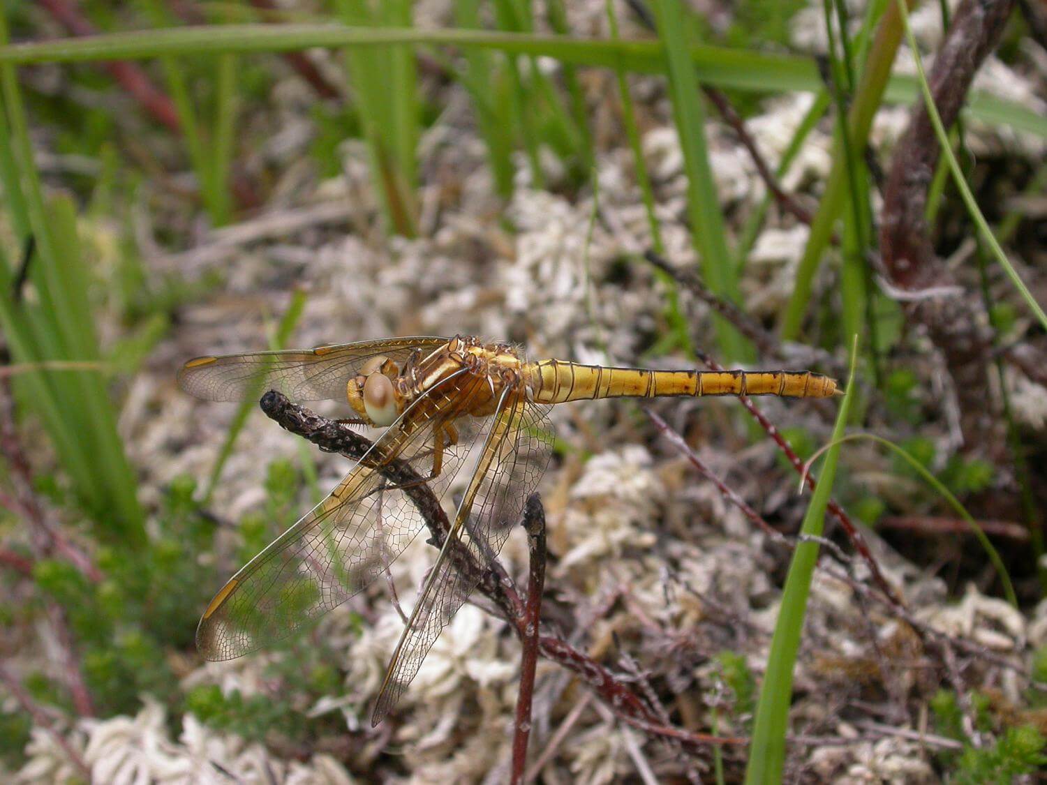 Female Keeled skimmer by David Kitching